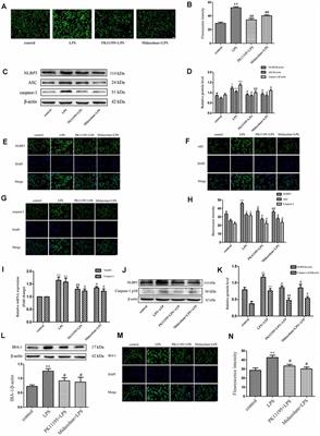 TSPO Ligands PK11195 and Midazolam Reduce NLRP3 Inflammasome Activation and Proinflammatory Cytokine Release in BV-2 Cells